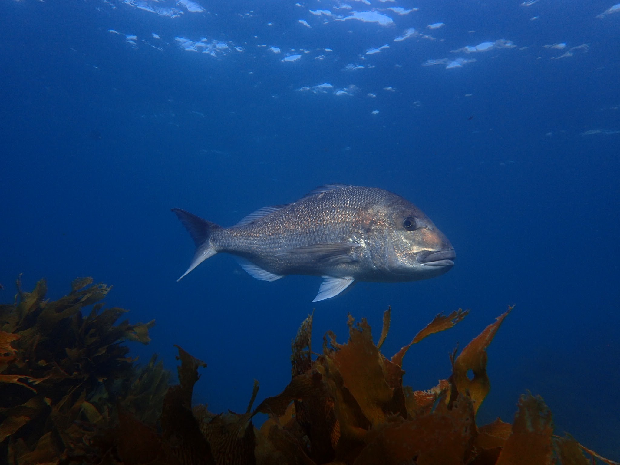 How SCUBA diving changed my life – I Speak for the Sea